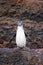 Galapagos Penguin standing on rocks, Bartolome island, Galapagos