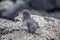 Galapagos Penguins(Spheniscus mendiculus) standing on a rock , Isabela