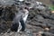 Galapagos Pengunin Standing on a Rock