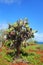 Galapagos prickly pear on Rabida Island in Galapagos National Pa