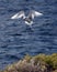 Galapagos red-billed tropic bird about to land