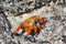 Galapagos red rock crabs