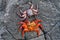 Galapagos red rock crabs