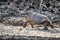 Galapagos Saddleback Tortoise aka Espanola Tortoises or latin G. Hoodensis. Amazing animals and wildlife of Galapagos