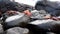 Galapagos sally lightfoot crab - closeup of several.