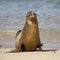 Galapagos Sea Lion