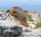 Galapagos Sea lion