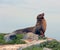 Galapagos Sea Lion