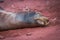 Galapagos sea lion asleep on red sand