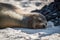 Galapagos sea lion asleep on sandy beach