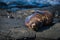 Galapagos sea lion asleep on volcanic rock