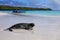 Galapagos sea lion on the beach at Gardner Bay, Espanola Island