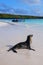 Galapagos sea lion on the beach at Gardner Bay, Espanola Island, Galapagos National park, Ecuador.