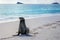 Galapagos sea lion on the beach at Gardner Bay, Espanola Island, Galapagos National park, Ecuador
