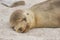 Galapagos Sea Lion cub lying sleeping in sand lying on beach Galapagos Islands