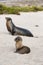 Galapagos Sea Lion cub playful playing in sand lying on beach Galapagos Islands