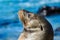 Galapagos sea lion at Mann beach, San Cristobal island, Ecuador