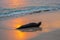 Galapagos sea lion at Punta Carola beach, San Cristobal island, Ecuador