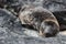 Galapagos Sea Lion pup playful playing in sand lying on beach Galapagos Islands