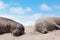 Galapagos Sea Lion pups lying sleeping in sand lying on beach Galapagos Islands