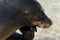 Galapagos sea lion, San Cristobal island, Ecuador