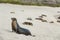 Galapagos Sea Lion in sand lying on beach. Many Galapagos Sea Lions on cruise ship adventure travel holidays vacation