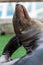 Galapagos sea lion scratching head with flipper