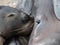 Galapagos Sea Lion Seal Cub suckling