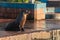 Galapagos sea lion watching towards the sea on a sunny afternoon on a pier