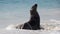 Galapagos Sea lion  Zalophus wollebacki  on a beach at Gardner