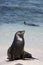 Galapagos Sea lion  Zalophus wollebacki  on a beach at Gardner