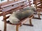 Galapagos sea lion, Zalophus wollebaeki, lying on a bench, Port Puerto Alora, Santa Cruz, Galapagos, Ecuador.