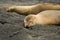 Galapagos sea lions