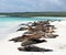 Galapagos Sea Lions