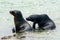 Galapagos sea lions, Isabela island, Ecuador