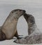 Galapagos sea lions kiss