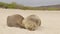 Galapagos Sea Lions Lying Sleeping in sand lying on beach on Galapagos Islands