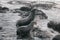 Galapagos Sea Lions playful playing in sand lying on beach Galapagos Islands