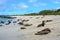 Galapagos sea lions, San Cristobal island Ecuador