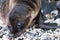 Galapagos Seal Cub on beach