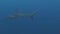 Galapagos shark amazing predator underwater in search of food on seabed.