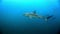 Galapagos Shark amazing predator underwater in search of food on seabed.