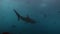 Galapagos shark amazing predator underwater in search of food on seabed.