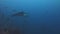 Galapagos Shark amazing predator underwater in search of food on seabed.