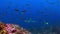 Galapagos shark on background of amazing school of fish underwater on seabed.