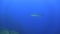 Galapagos shark Carcharhinus galapagensis