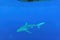 Galapagos Shark swimming in the beautiful blue waters of Hawaii