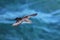 Galapagos shearwater flying above the ocean, South Plaza Island, Galapagos National Park, Ecuador