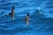 Galapagos shearwaters flying above the ocean, South Plaza Island, Galapagos National Park, Ecuador