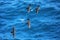 Galapagos shearwaters flying above the ocean, South Plaza Island, Galapagos National Park, Ecuador